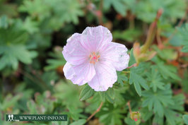 Geranium sa. striatum P9