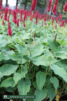 Persicaria amp. &#039;Blackfield&#039; (R) P9