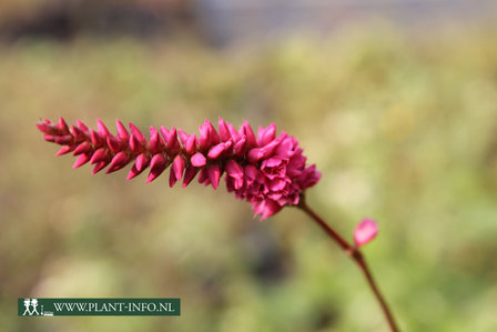 Persicaria amp. &#039;Taurus&#039; P9