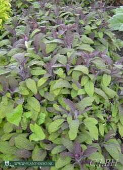 Salvia officinalis &#039;Purpurascens&#039; P9