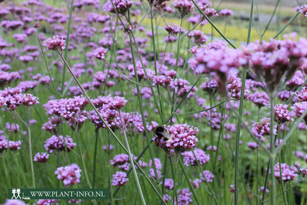 Verbena bonariensis P9