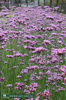 Verbena bonariensis P9