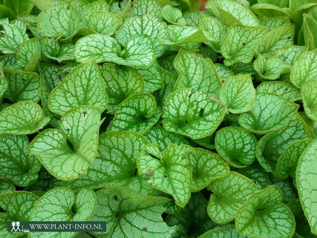 Brunnera m. &#039;Jack Frost&#039; (R) P9