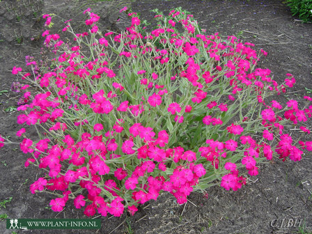 Lychnis coronaria P9