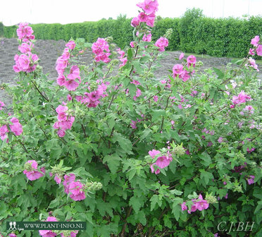 Lavatera &#039;Bredon Springs&#039; P9