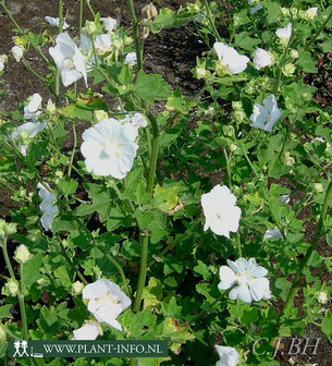 Lavatera &#039;Ice Cool&#039; P9