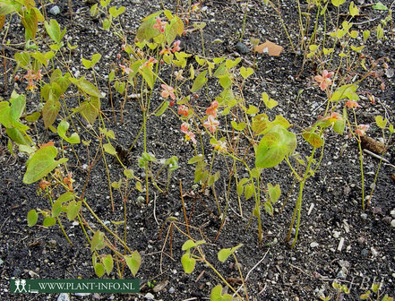 Epimedium pubigerum &#039;Orangek&ouml;nigin&#039; P9