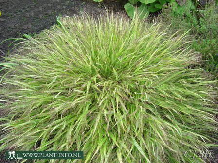 Hakonechloa macra &#039;Albostriata&#039; P9