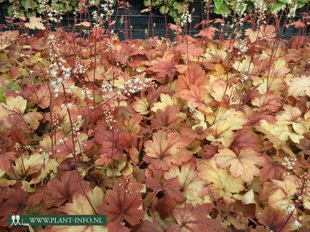 Heucherella &#039;Sweet Tea&#039; &reg; P9