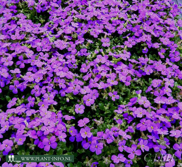 Aubrieta &#039;Hamburger Stadtpark&#039; P9