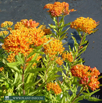 Asclepias tuberosa P9