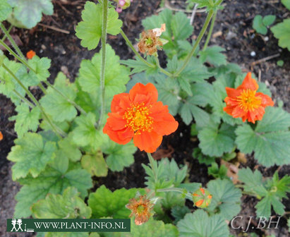 Geum coccineum &#039;Borisii&#039; P9