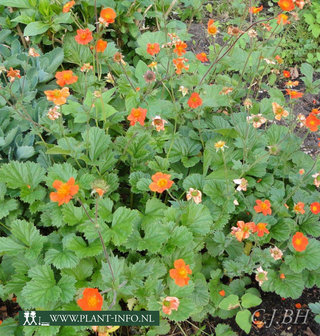 Geum coccineum &#039;Borisii&#039; P9