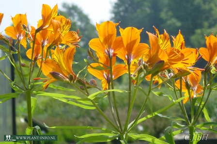 Alstroemeria aur. &#039;Orange King&#039; P9