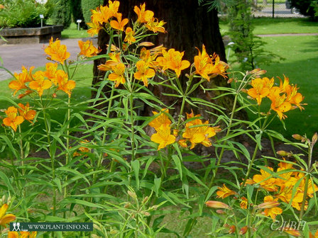 Alstroemeria aur. &#039;Orange King&#039; P9
