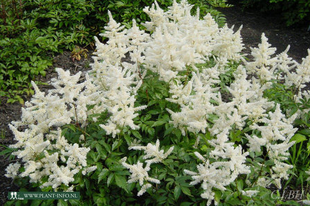 Astilbe (J) &#039;Gladstone&#039; P9