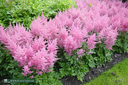 Astilbe (J) &#039;Rheinland&#039; P9