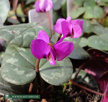 Cyclamen coum P9