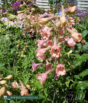 Delphinium ruysii &#039;Pink Sensation&#039; P9