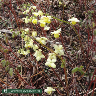 Epimedium versicolor &#039;Sulphureum&#039; P9