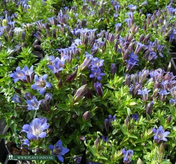 Gentiana septemfida lagodechiana P9