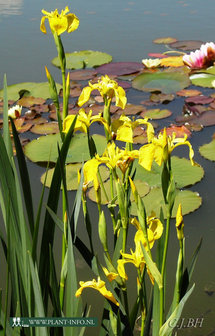 Iris pseudacorus P9