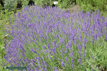 Lavandula ang. &#039;Munstead&#039; P9