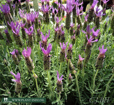 Lavandula stoechas P9