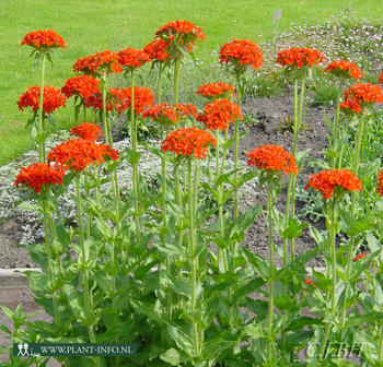 Lychnis chalcedonica P9