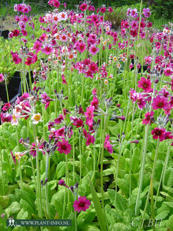 Primula pulverulenta P9