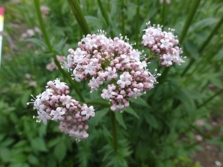 Valeriana officinalis P9