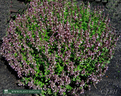 Teucrium chamaedrys P9