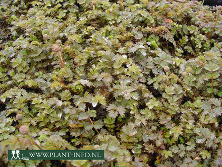 Acaena microphylla - Stekelnootje