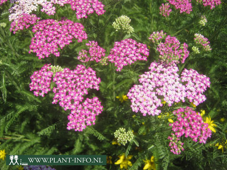 Achillea mil. &#039;Cerise Queen&#039;