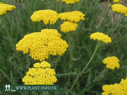  Achillea fil. &#039;Cloth of Gold&#039;