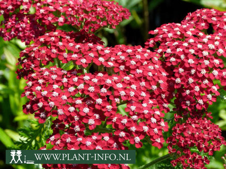  Achillea mil. &#039;Red Velvet&#039;