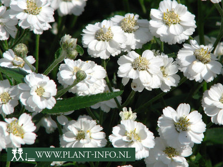  Achillea ptarmica &#039;The Pearl&#039; P9 