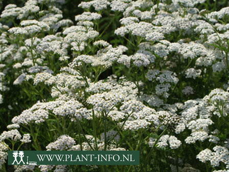 Achillea mil. &#039;Schneetaler&#039;