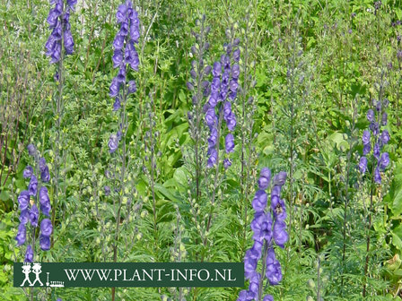  Aconitum napellus