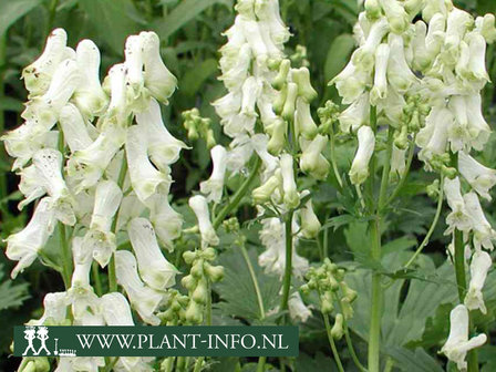  Aconitum sept. &#039;Ivorine&#039;