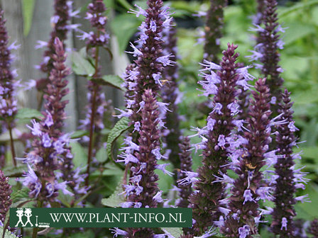  Agastache &#039;After Eight&#039;