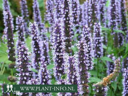 Agastache &#039;Black Adder&#039;