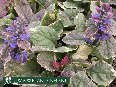  Ajuga reptans &#039;Burgundy Glow&#039;