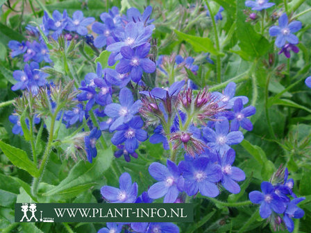  Anchusa azurea &#039;Dropmore&#039;