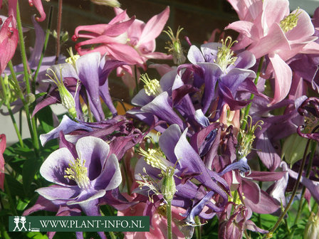  Aquilegia &#039;Biedermeier&#039;