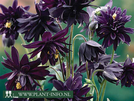  Aquilegia &#039;Black Barlow&#039;