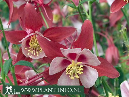 Aquilegia &#039;Crimson Star&#039;