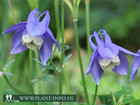  Aquilegia flabellata &#039;Ministar&#039;