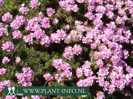  Armeria juniperifolia