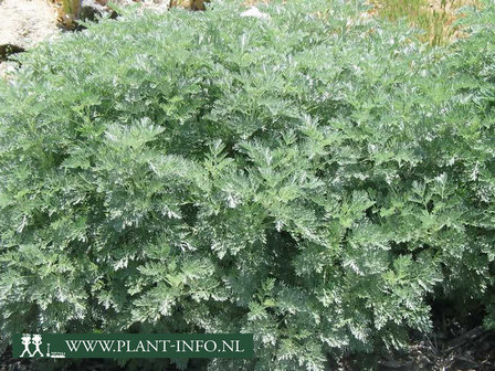  Artemisia &#039;Powis Castle&#039; 